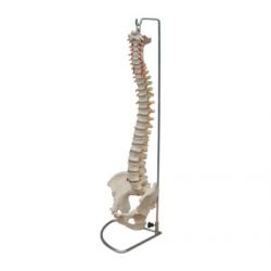 Columna Vertebral HC