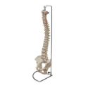 Columna Vertebral HC