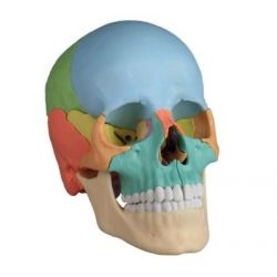 Modelo de cráneo humano desmontable en 22 piezas.