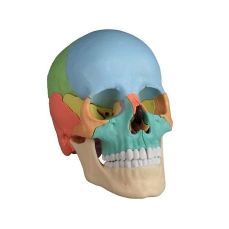 Modelo de cráneo humano desmontable en 22 piezas.