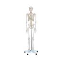 Esqueleto HC 180 cm.