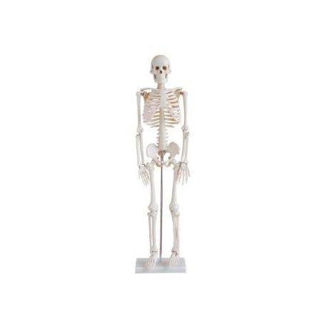 Esqueleto HC mini