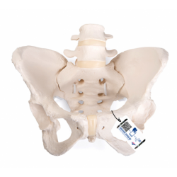 Pelvis Femenina Flexible 3B
