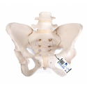 Pelvis Femenina Flexible 3B