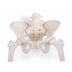 Pelvis femenina flexible con cabezas de fémur 3B