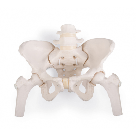 Pelvis femenina flexible con cabezas de fémur 3B