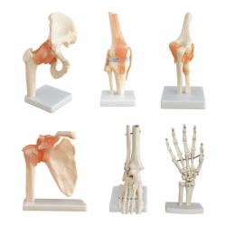 Modelo Anatómico Articulación Codo