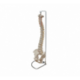 Columna Vertebral HC
