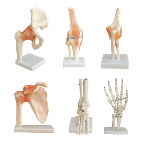 Modelo Anatómico Articulación Mano