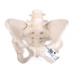 Pelvis Femenina 3B Esqueleto pelvis