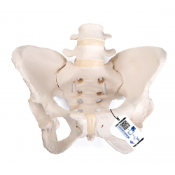Pelvis Femenina 3B Esqueleto pelvis