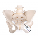 Pelvis Femenina 3B Esqueleto pelvis