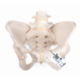 Pelvis Femenina Flexible 3B