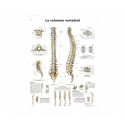 Lámina Columna Vertebral