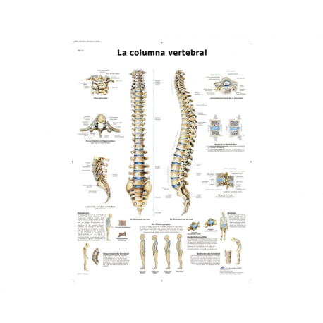 Lámina Columna Vertebral