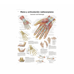 Lámina Mano y Articulación Radiocarpiana