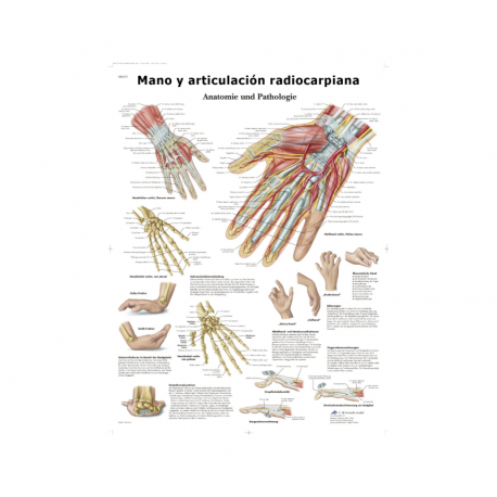 Lámina Mano y Articulación Radiocarpiana