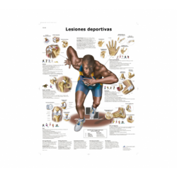 Lámina Lesiones Deportivas