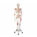Esqueleto de lujo Sam 1 unidad + soporte