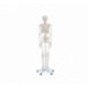 Esqueleto HC 180 cm.