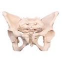 Modelos anatomicos