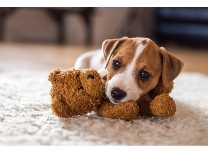 PROTEGE LA SALUD DE LOS TUYOS - Desparasita tu mascota